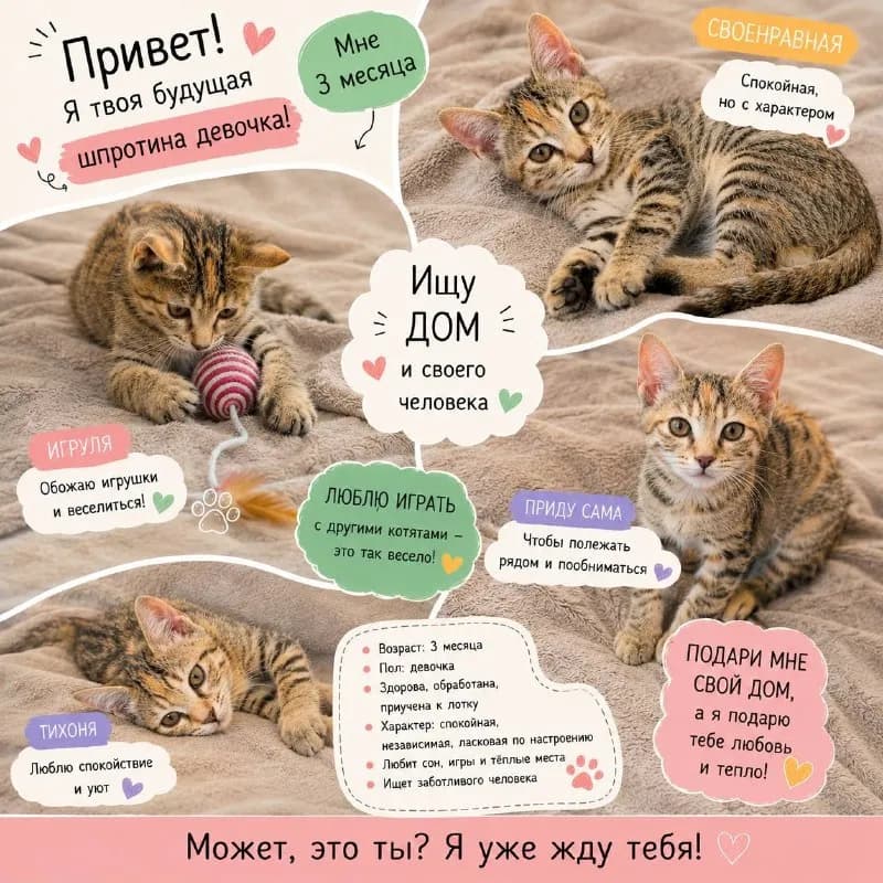 Ищем дом для 6 котят — Тбилиси