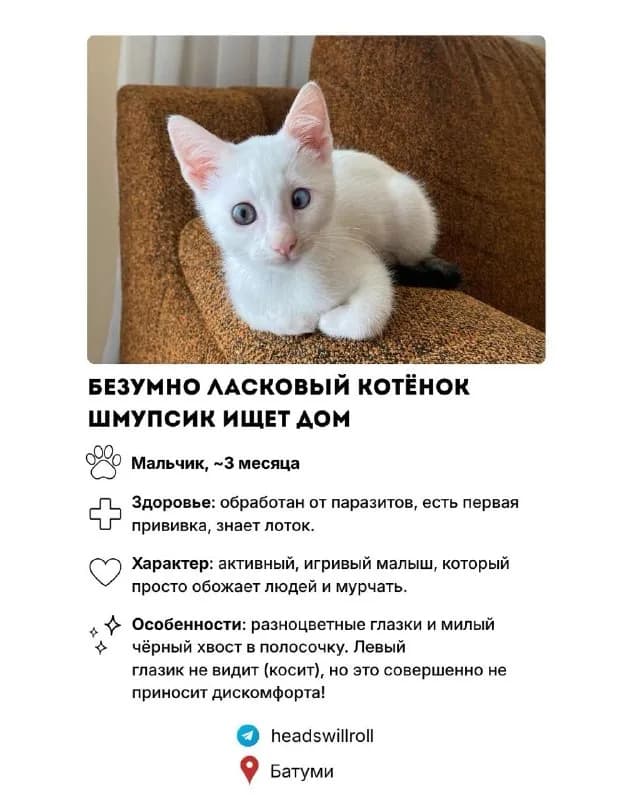 Котёнок Шмупсик ищет дом — Батуми