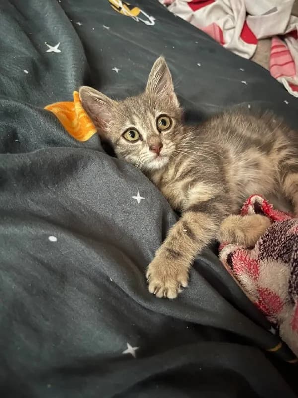 2 месяцев. Она невероятно ласковая, нежная и игривая девочка. 🥹❤️ Любит играть, кушать и быть рядом — Батуми