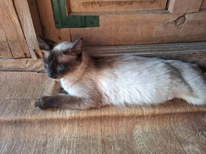 Сиамская кошка, 7-8 месяцев, голубые глаза — Батуми