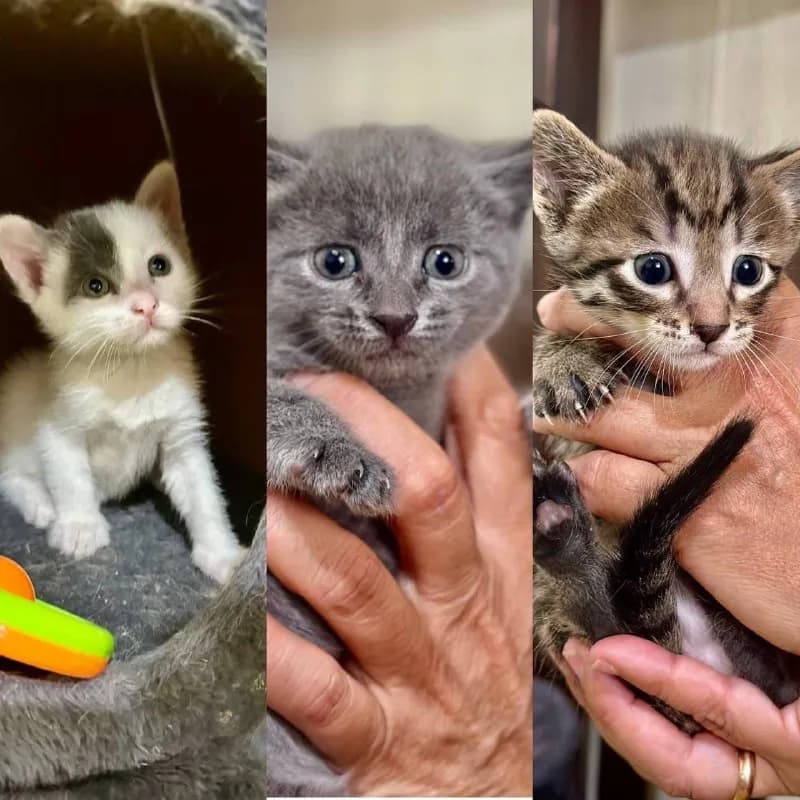 Котята 1.5 месяца — Тбилиси