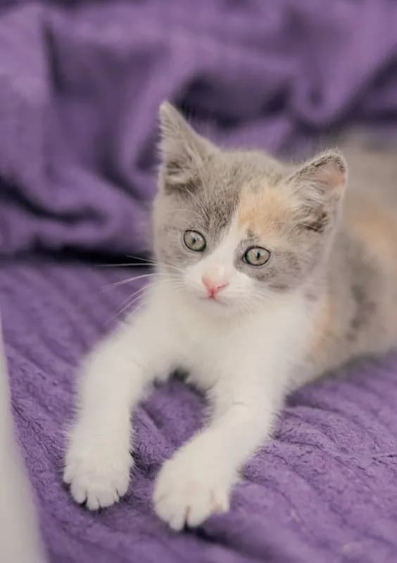 Котята 1.5 месяца ищут дом — Батуми