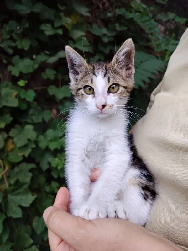 2.5 месяца, и его главная особенность — редкий трехцветный окрас. — Тбилиси