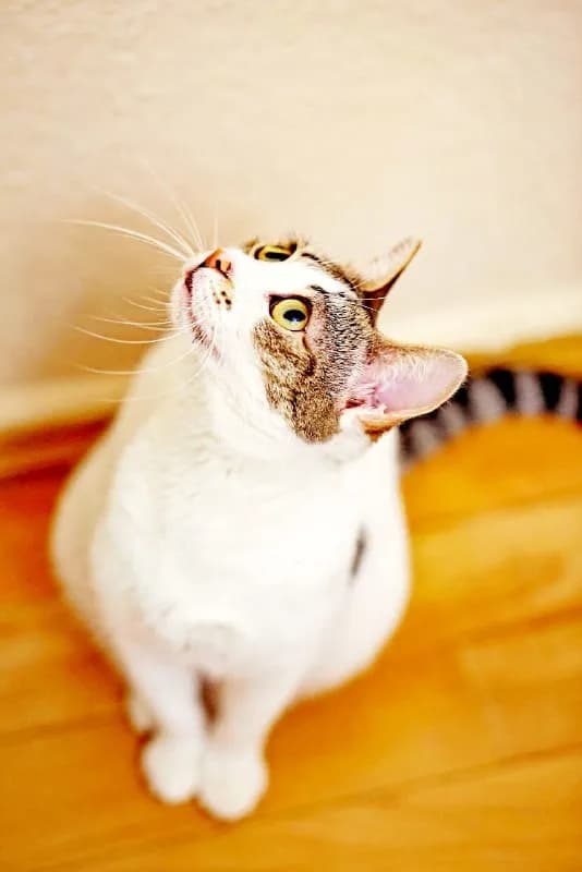 Кошка Орнелла, 1 год, стерилизована — Батуми