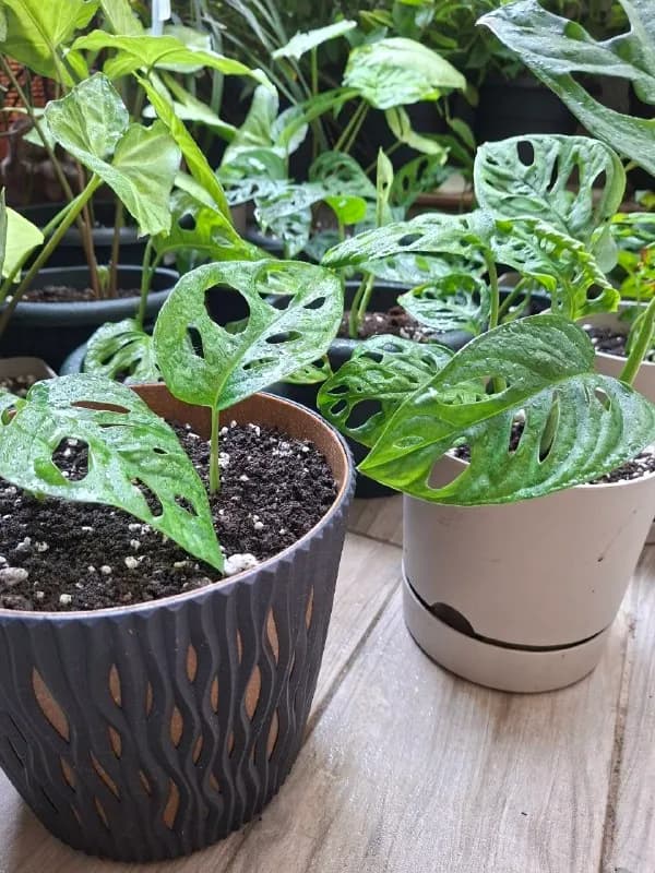 Monstera obliqua), Сингониум (лат. Syngonium), Традесканция (лат. Tradescantia).Выращены с любовью, оче — Батуми