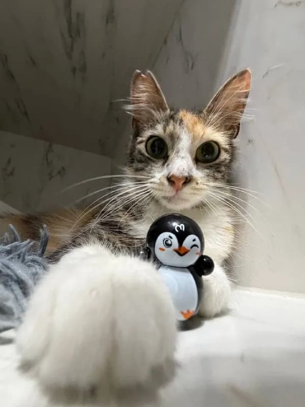 Кошка Флаффи 2 года ищет дом — Тбилиси
