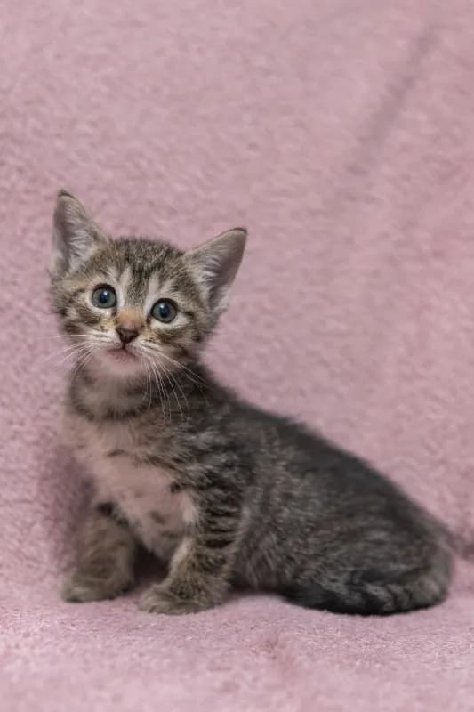 Котята ищут семью и дом — Тбилиси