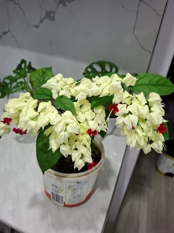 Клеродендрум 25 — Батуми — 8 ₾