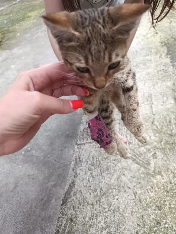 Котёнок с ошейником и перевязанной лапкой — Батуми