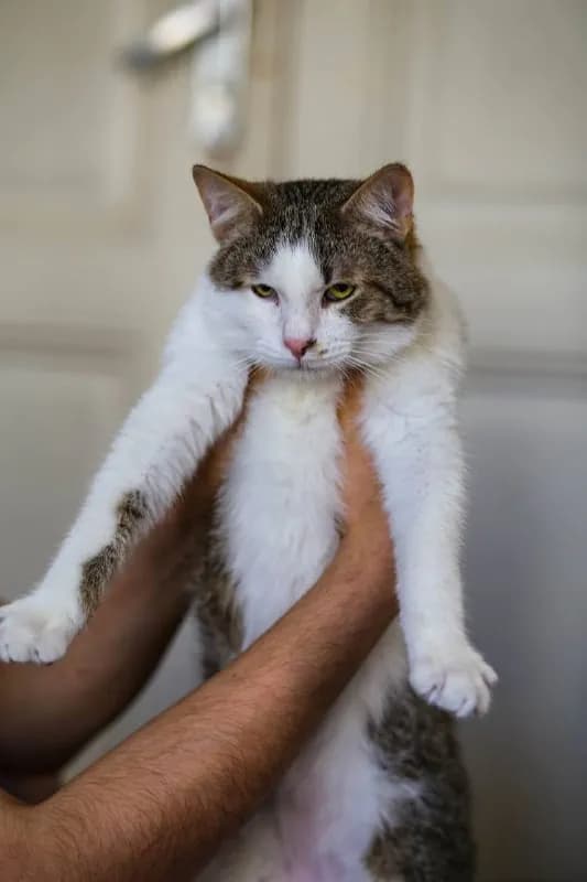 Котёнок Гладюша ищет дом — Батуми