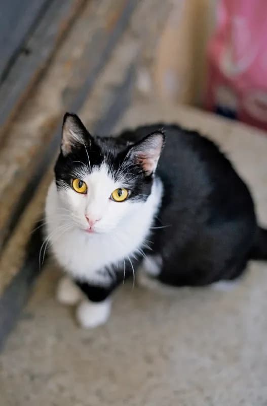 Кот Доминик 1.5 года кастрирован — Батуми