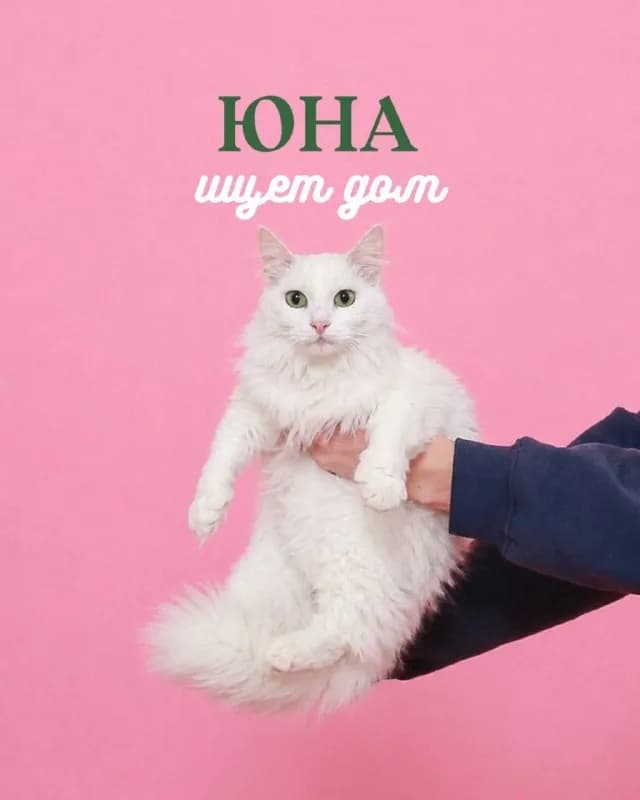 Кошка Юна 2 года, стерилизована — Тбилиси