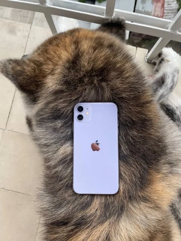 iPhone 11 128gb, bh — 76%💫 — Тбилиси — 300 ₾
