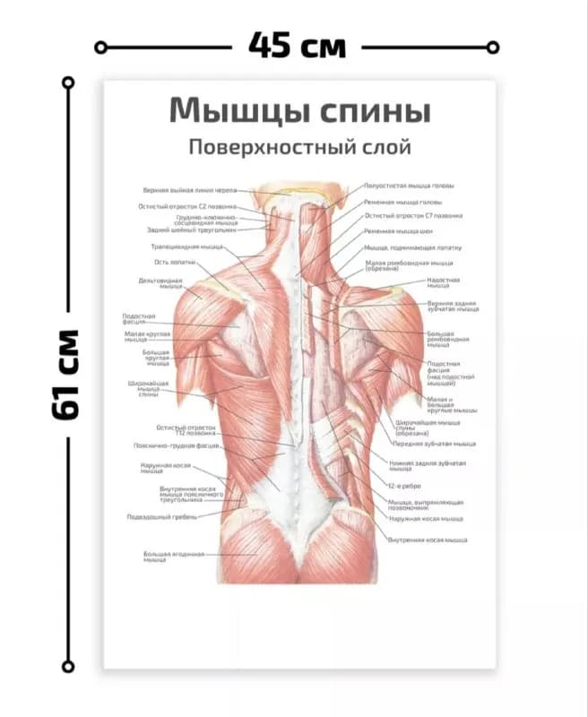 17 лари, — Батуми — 17 ₾