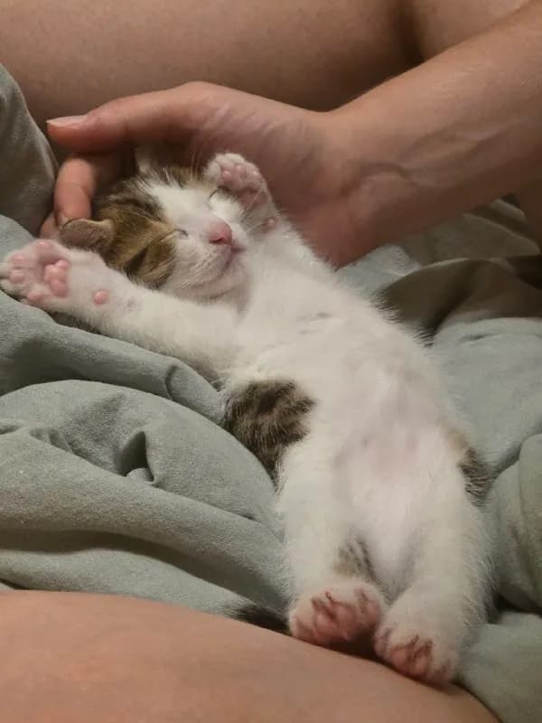 1 месяц. Котенок домашний, приучен к лотку, очень тактильный, любит находиться в компании людей, без — Батуми