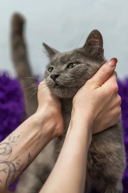 Кот Нацу ищет дом — Тбилиси