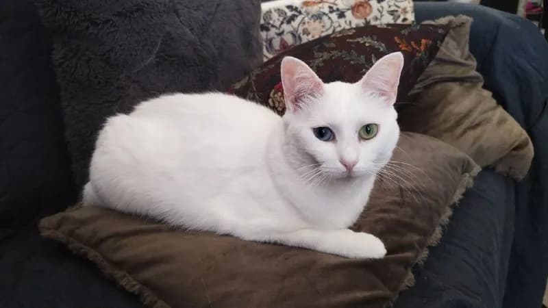 100. — Батуми