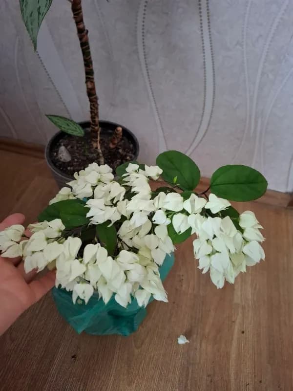 Клеродендрум 25 — Батуми — 25 ₾
