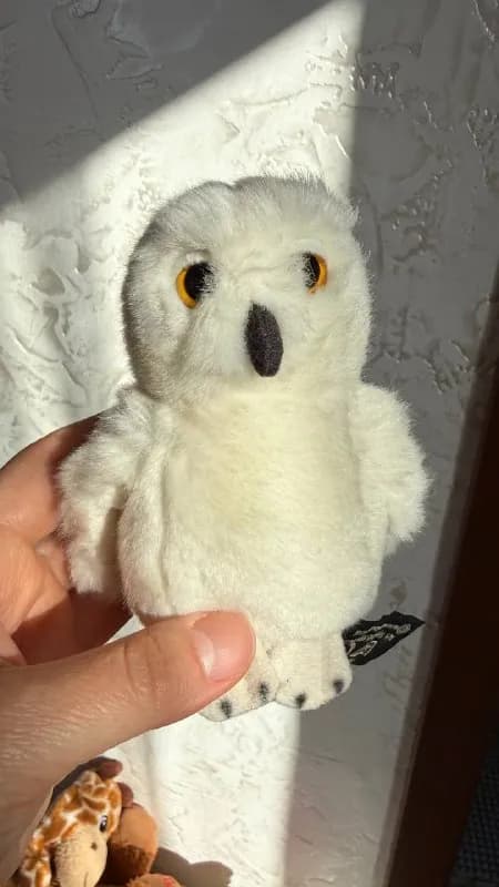 Сова из Гарри Потера — Батуми — 25 ₾