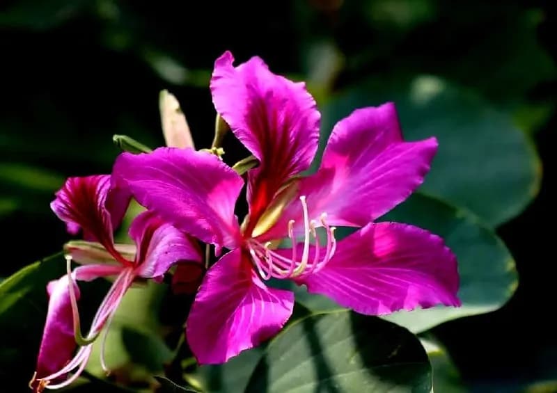 Bauhinia purpurea) — декоративное растение, которое также называют «орхидейным деревом» или «деревом — Батуми