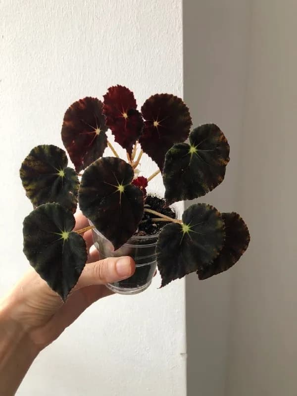 Бегония Mazae Nigricans — Батуми — 12 ₾
