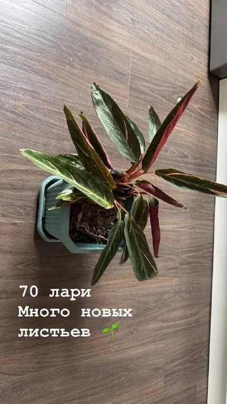 Набор цветов для пересадки — Батуми — 400 ₾