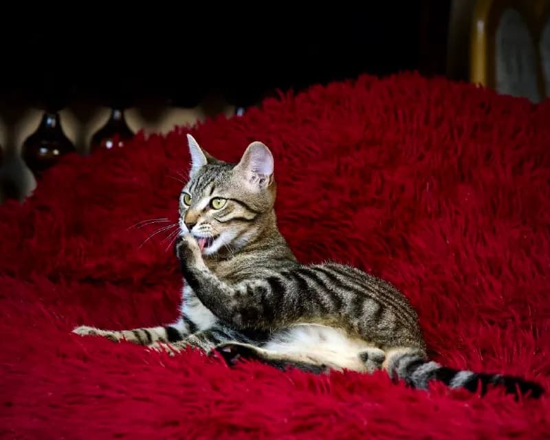 Котёнок Санни 5 месяцев, привит, ласковый — Батуми