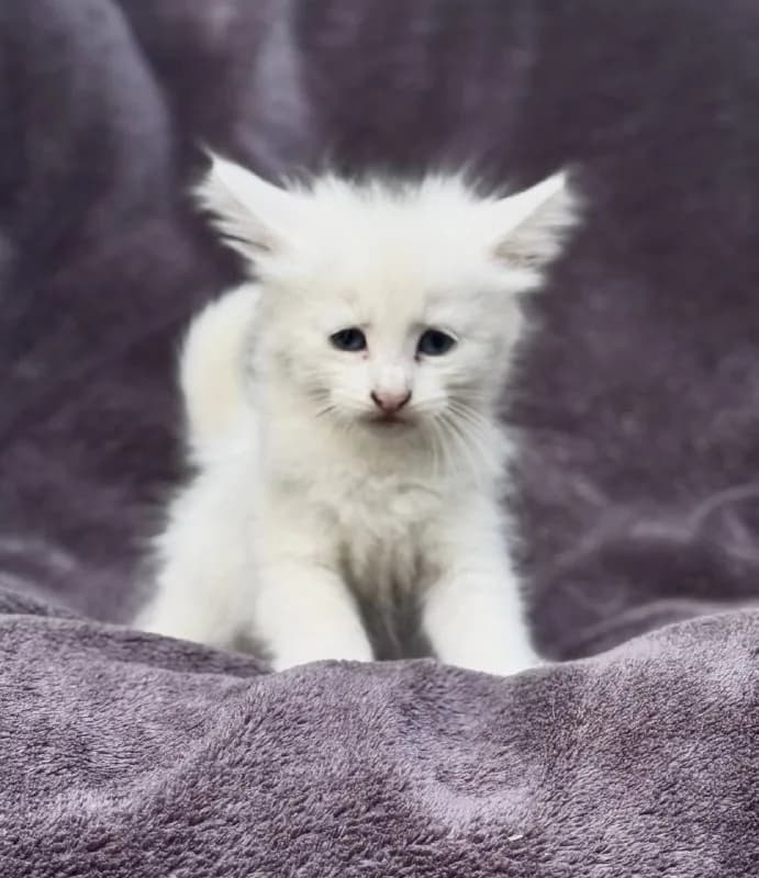 Кошечка белоснежная ищет дом — Батуми