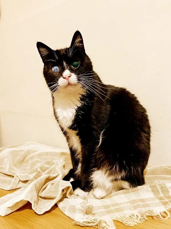 Нежный котик Стиви ищет дом — Батуми