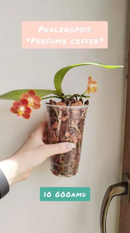 Miki orchid) — 10000amd, доп.фото по запросу — Ереван — 10 000 ֏