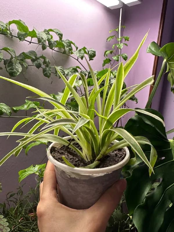 Spider plant 🌱 — Ереван