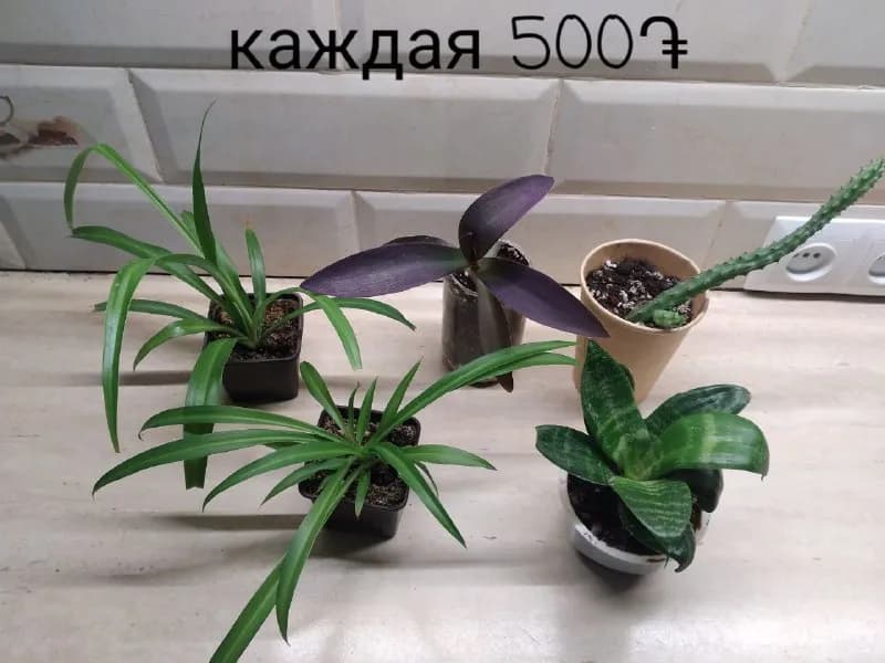1000֏ — Ереван — 1,000 ֏