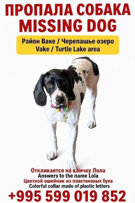 Привет, ребят. Вчера днём пропала собачка, распространите пожалуйста🥺 — Тбилиси