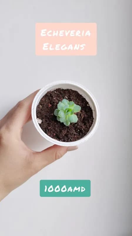 Суккулентики — Ереван — 1 000 ₾