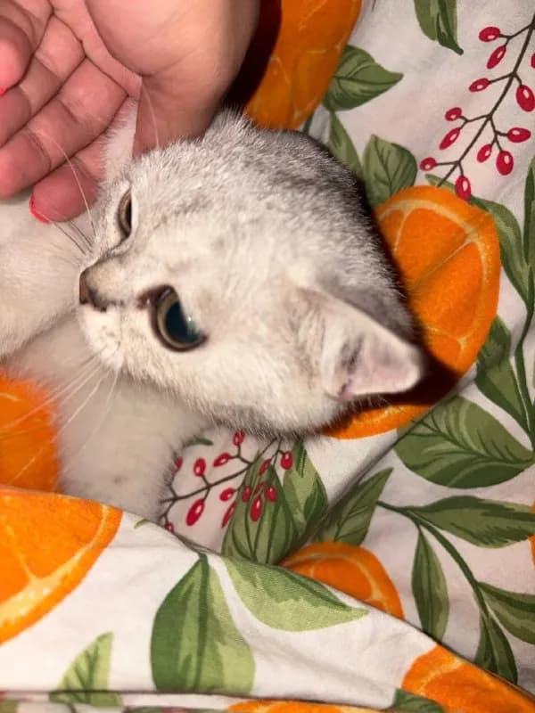 Без названия — Батуми