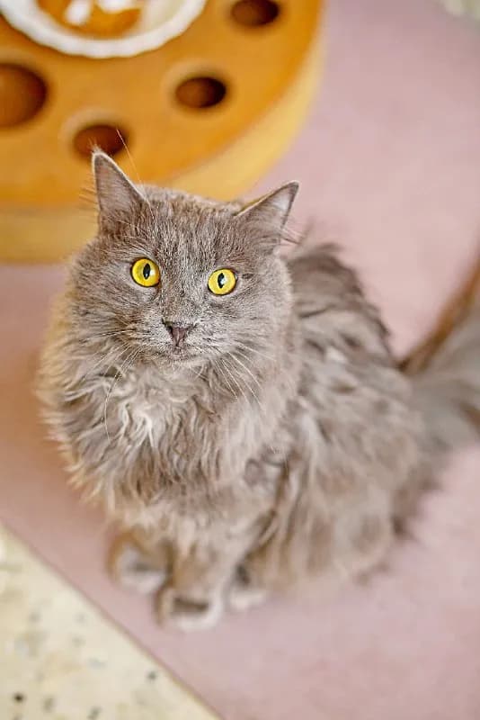 Коты Шафран и Доминик ищут дом — Батуми