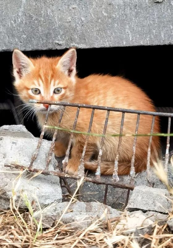 Котята ищут дом — Ереван