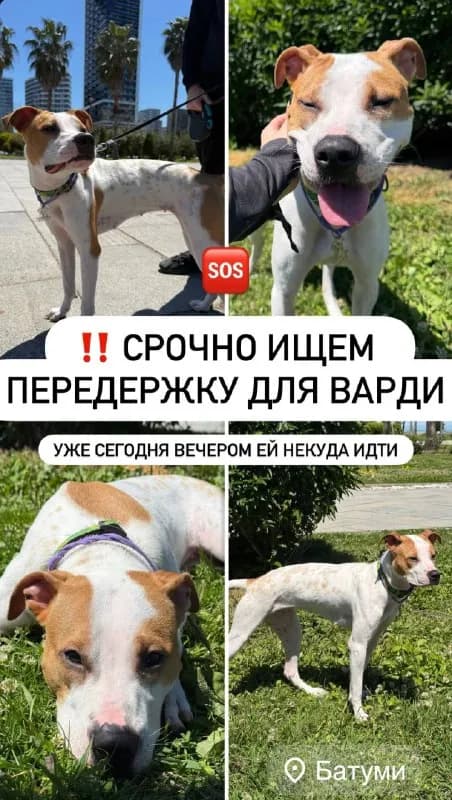 Без названия — Батуми