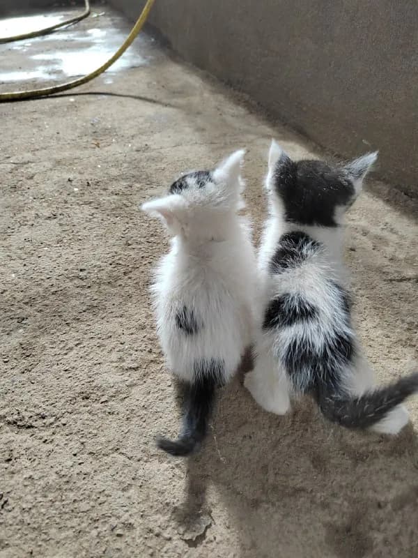 Котята 4 недели, ищем дом — Ереван