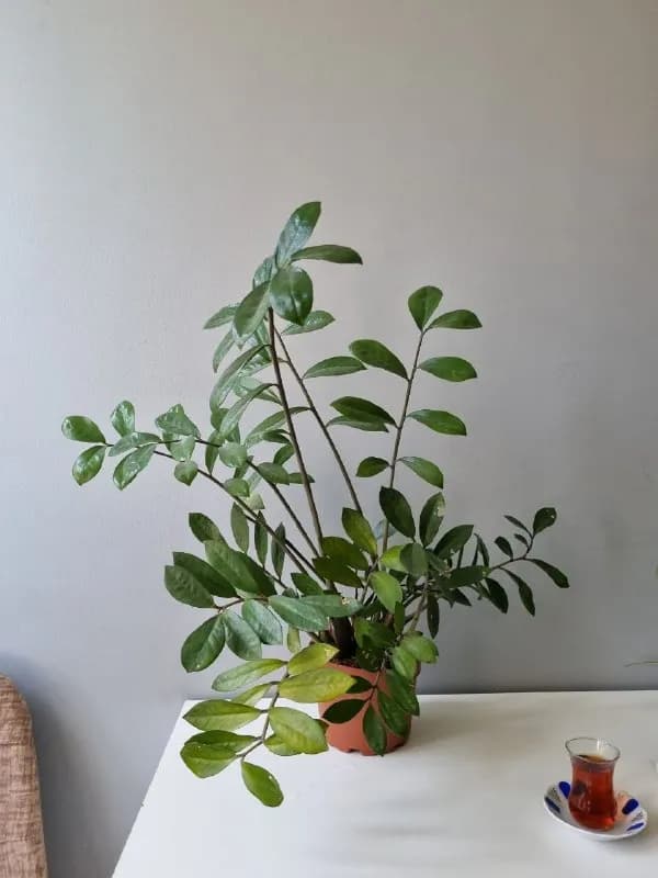 Цветок Замиокулькас — Батуми — 55 ₾