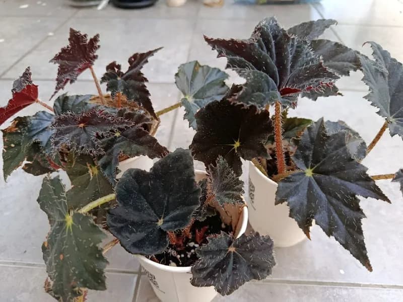 Black velvet 10₾ — Батуми — 10 ₾