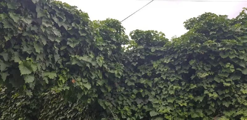 Vajarqi hedera ☘ — Ереван — 1 250 ֏