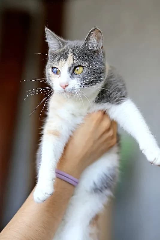 Кошка Чупа ищет дом — Батуми