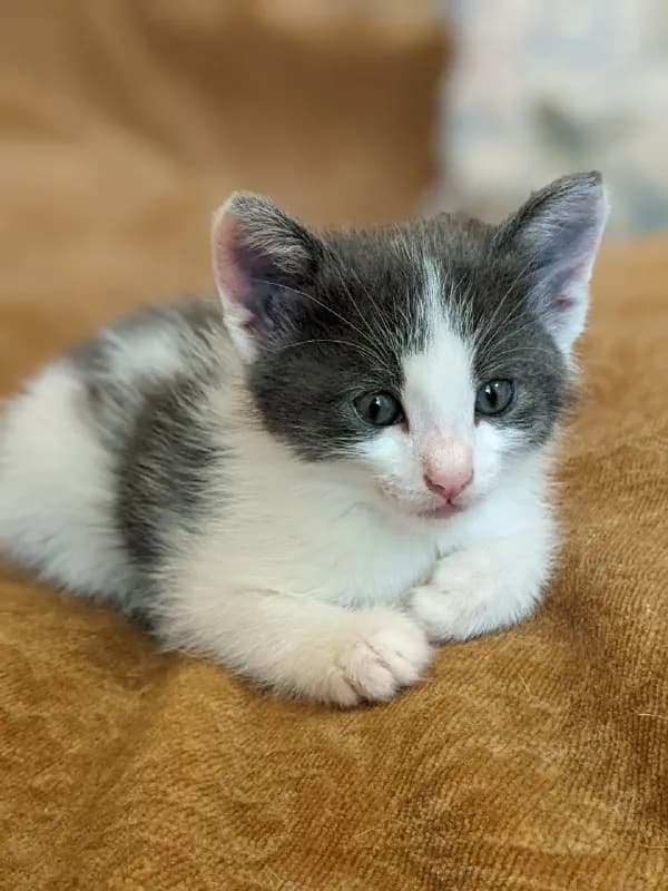 Котята 2 месяца — Ереван