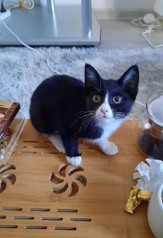 Котенок Маска 3 месяца ищет дом — Ереван