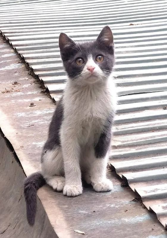 Котенок Маффин ищет дом — Ереван