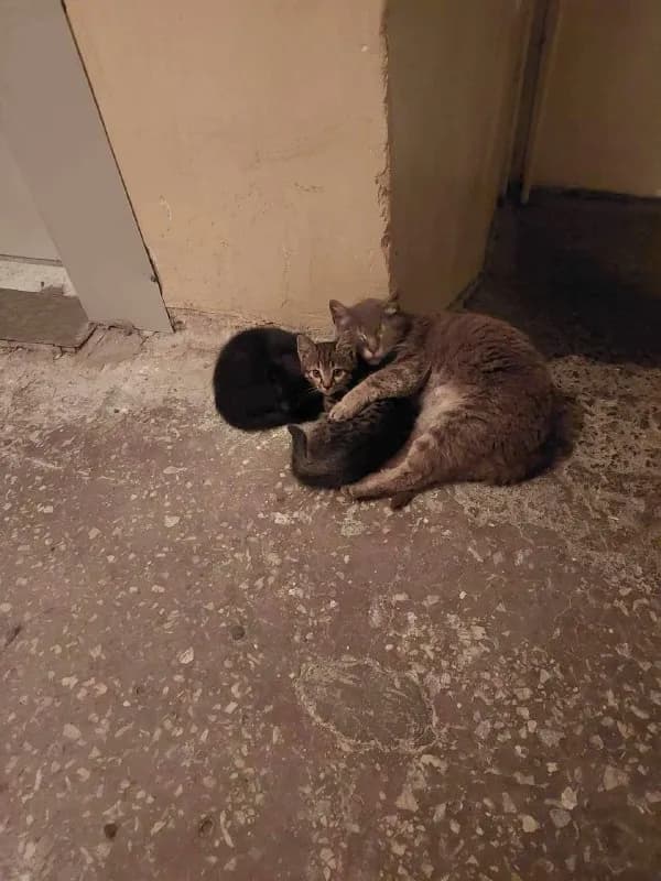 Кошка с котятами, ищут приют — Ереван
