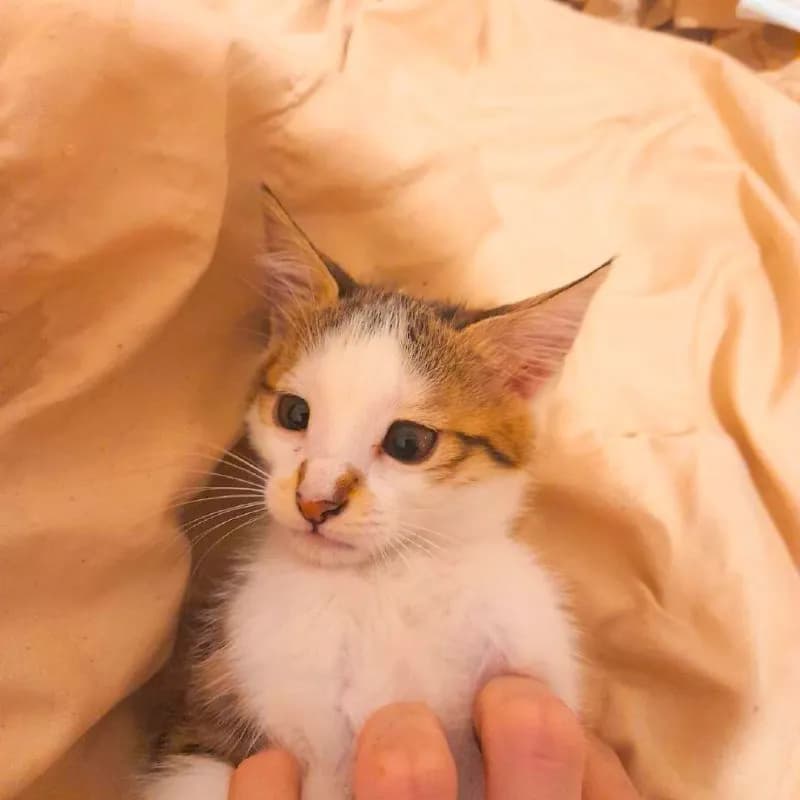 Котенок-девочка 2 месяца — Ереван