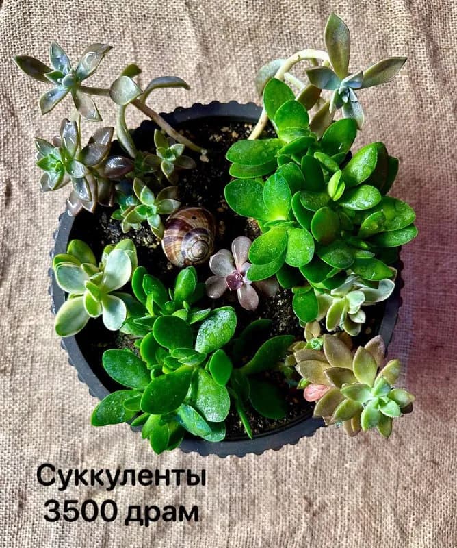 Без названия — Ереван