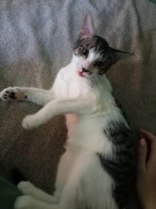 5 котов). — Тбилиси